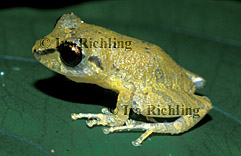Eleutherodactylus ridens