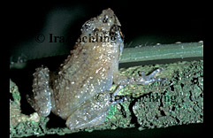 Eleutherodactylus cf. bransfordii