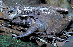 Eleutherodactylus cf. ranoides