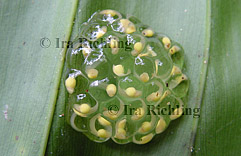 cf. Agalychnis spec.