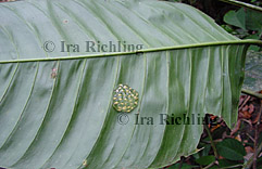 cf. Agalychnis spec.