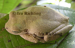 Smilisca cf. sordida