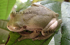 Smilisca cf. sordida