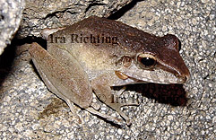 Eleutherodactylus fitzingeri