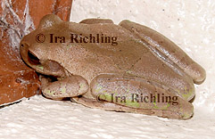 Smilisca cf. sordida