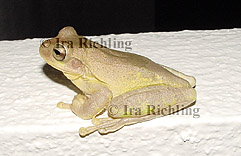 Smilisca cf. sordida