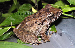 Eleutherodactylus fitzingeri/ crassidigitus