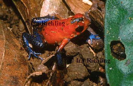 Dendrobates pumilio