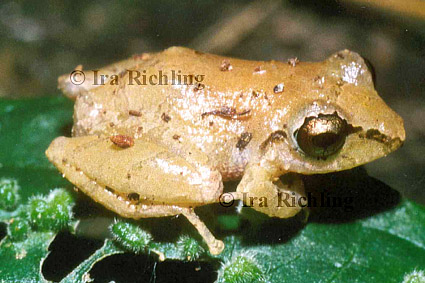 Eleutherodactylus ridens