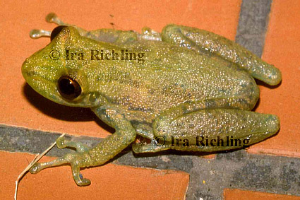 cf. Scinax boulengeri