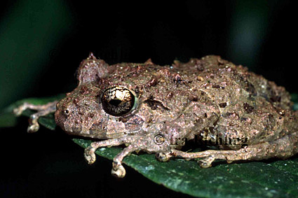 cf. Scinax boulengeri