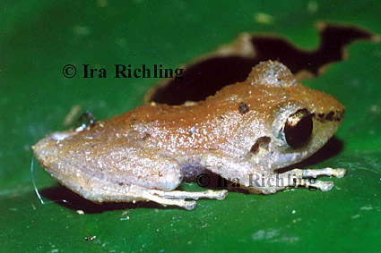 Eleutherodactylus ridens
