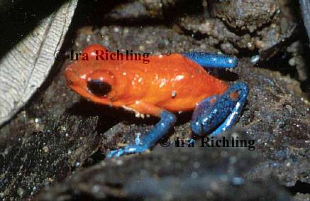 Dendrobates pumilio
