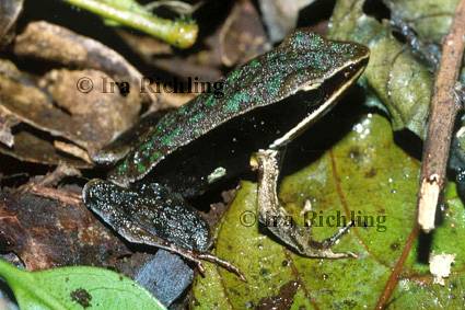 Rana warszewitschiii