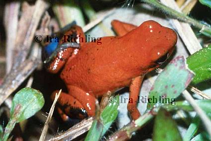 Dendrobates pumilio