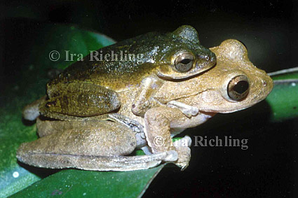 Smilisca cf. sordida