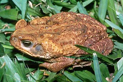 Bufo marinus