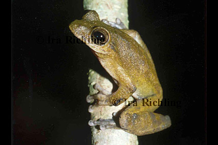 Smilisca cf. sordida