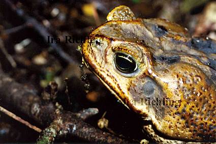 Bufo marinus