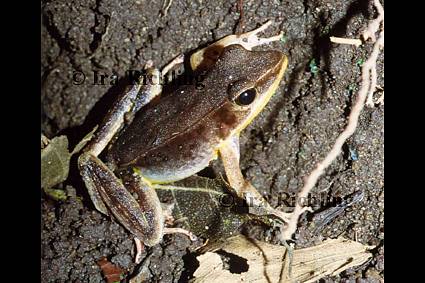 Rana warszewitschiii