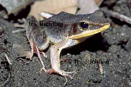 Rana warszewitschiii