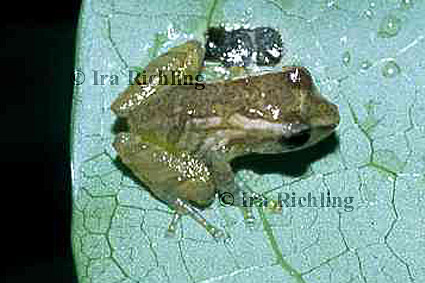 Eleutherodactylus cf. ridens