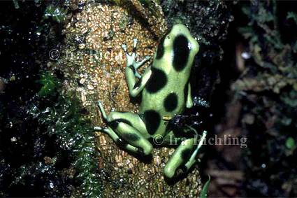 Dendrobates auratus