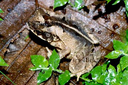 Bufo melanochlorus