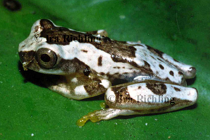 Hyla ebraccata