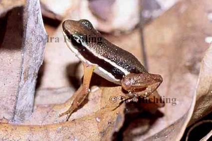 Colostethus flotator