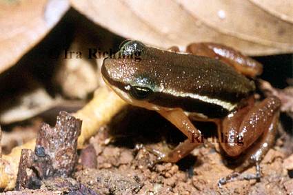 Colostethus flotator