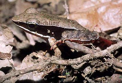 Rana warszewitschiii