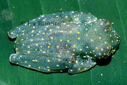 Cochranella albomaculata