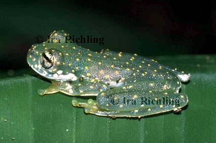 Cochranella albomaculata