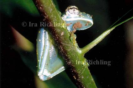 Cochranella albomaculata