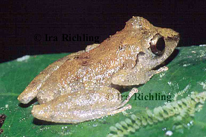 Eleutherodactylus ridens