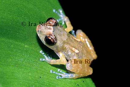 Eleutherodactylus diastema