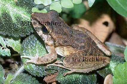 Eleutherodactylus cf. talamancae