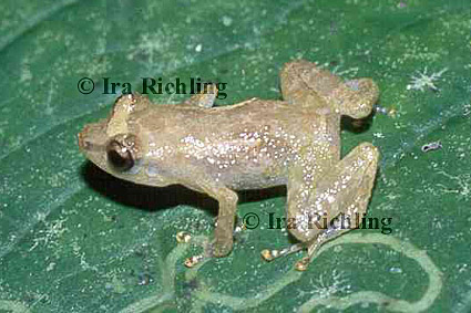 Eleutherodactylus diastema