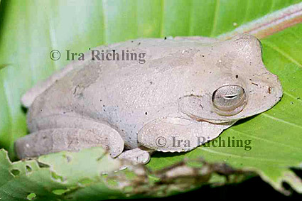 Smilisca cf. sordida