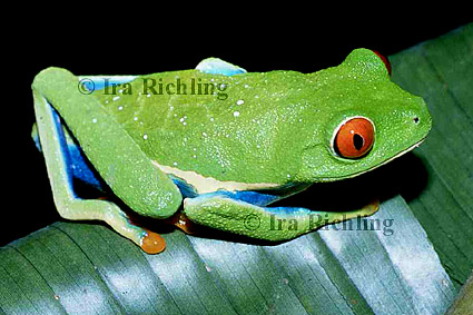 Agalychnis callidryas