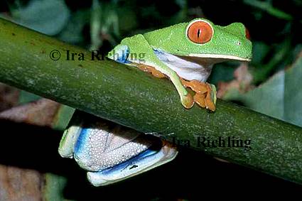 Agalychnis callidryas