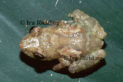 Eleutherodactylus diastema