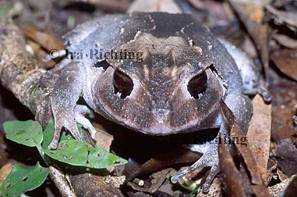 Eleutherodactylus megacephalus