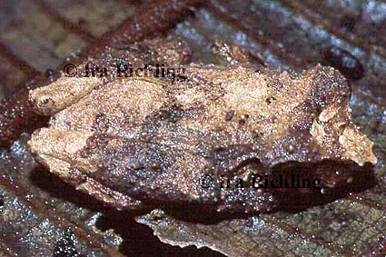 Eleutherodactylus ridens