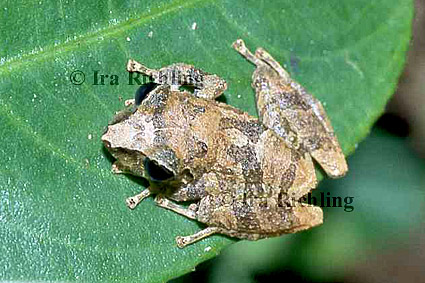 Eleutherodactylus ridens