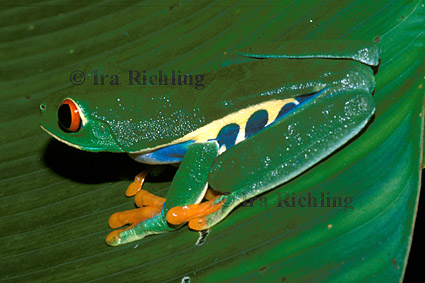 Agalychnis callidryas