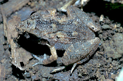 Eleutherodactylus bransfordii