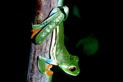 Agalychnis callidryas