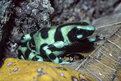 Dendrobates auratus